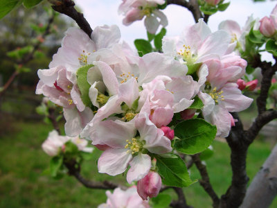 Apple Blossoms - Old Bethpage Village Restoration, Long Island, NY