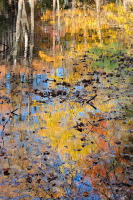Bailey Arboretum - Pond Reflection