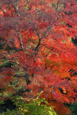 Bailey Arboretum