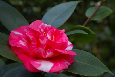 Planting Fields Arboretum