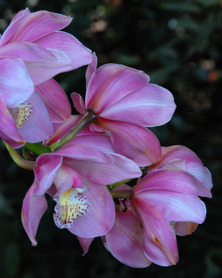 New York Botanical Garden