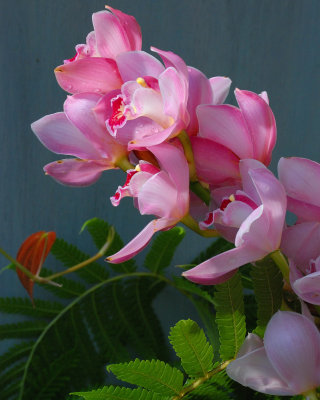 New York Botanical Garden