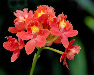 New York Botanical Garden