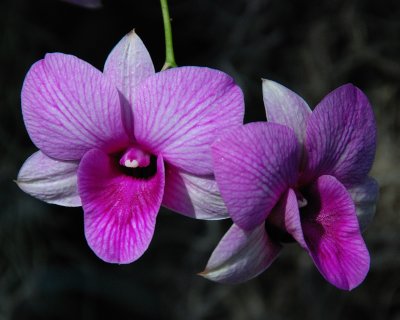 New York Botanical Garden