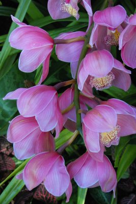 New York Botanical Garden