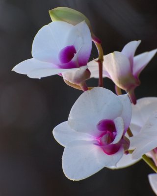 New York Botanical Garden
