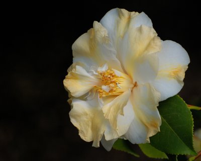 Planting Fields Arboretum