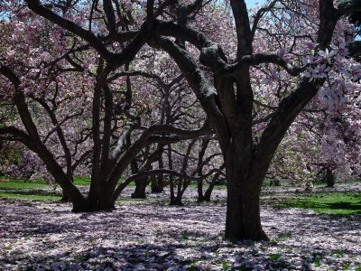 Magnolia Grove - New York Botanical Garden