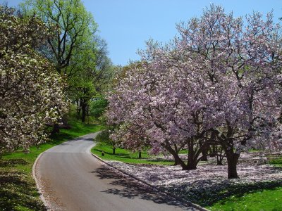 Magnolia Grove - New York Botanical Garden