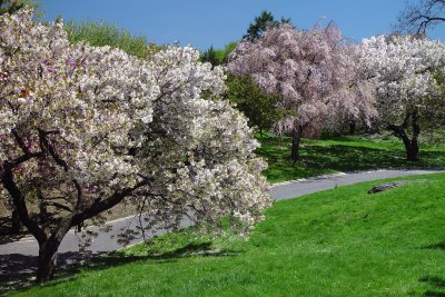 Flowering Cherry Grove - New York Botanical Garden
