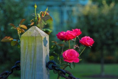 Old Westbury Gardens