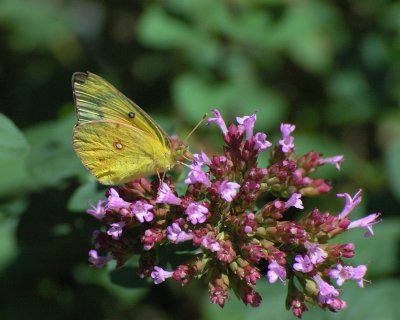 New York Botanical Garden