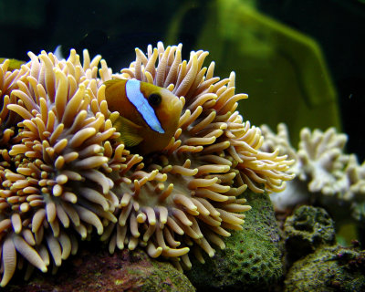 Storefront Aquarium - Cairns, Australia