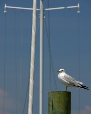 Huntington Harbor