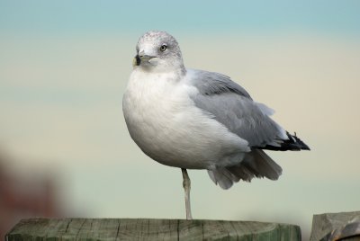 One-Legged On A Lower Manhattan Pier