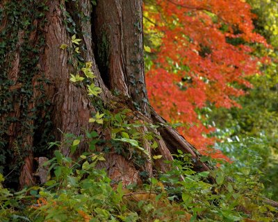 Bailey Arboretum