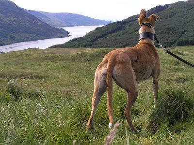 The Illustrated Lurcher