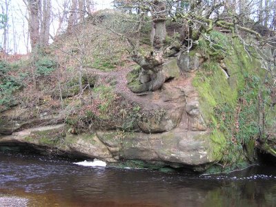 River Esk rock and tree to model