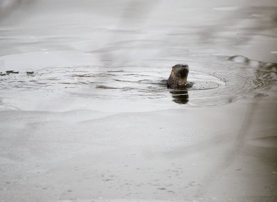 Bishop Otter