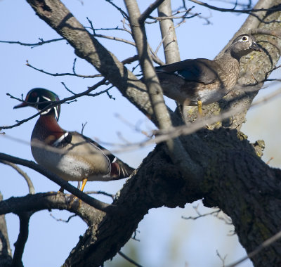 Wood ducks in a tree