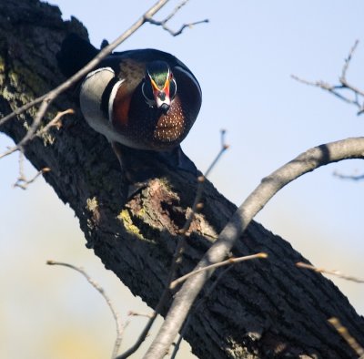 Wood duck in a tree