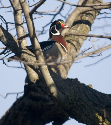 Wood duck in a tree
