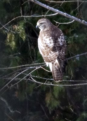 what is this bird of prey?