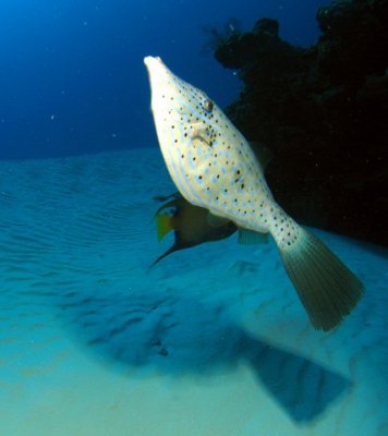 Scrawled Filefish