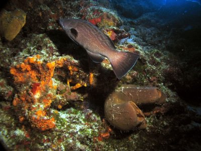 Grouper