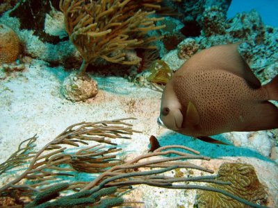French Angelfish