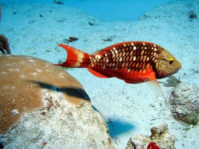 Stoplight Parrotfish