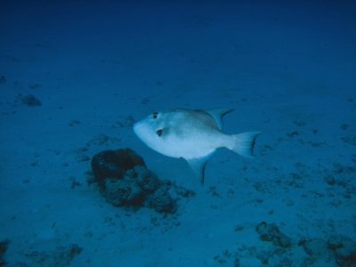 Ocean Triggerfish