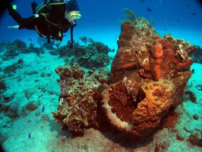 Stephanie admiring a coral/sponge formation