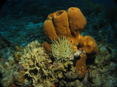 Beautiful sponge & coral formations