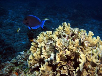 Blue tang near Thin Leaf Lettuce Coral