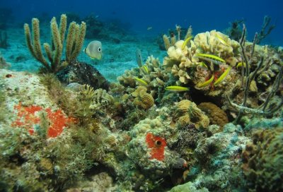 Coral formation with Four-eye Butterflyfish