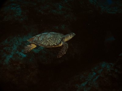 Green Turtle