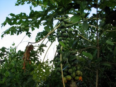 Papayas growing in a tree