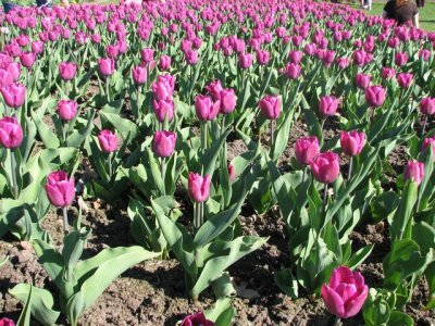 Tulip Festival started this weekend