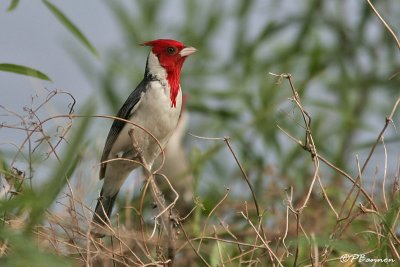 Red-crested Cardinal (Machagai, Argentine)