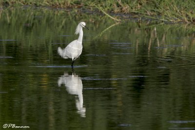 Snowy Egret (Aigrette neigeuse)
