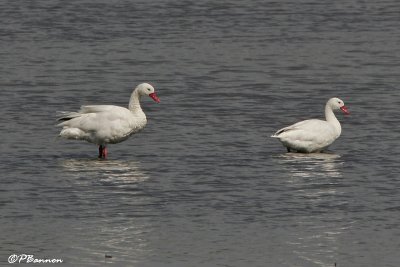 Coscoroba Swan (Coscoroba blanc)