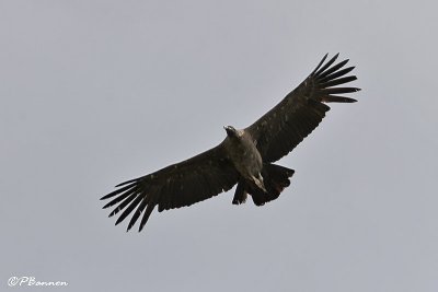 Andean Condor (Condor des Andes) jeune