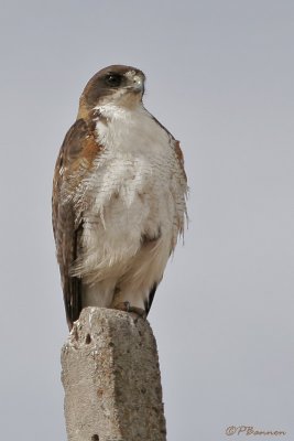 Red-backed Hawk (Buse tricolore)
