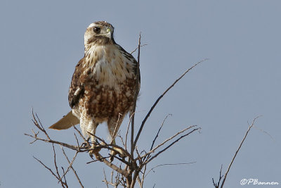 Red-backed Hawk (Buse tricolore) jeune