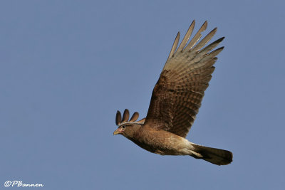 Chimango Caracara (Caracara chimango)