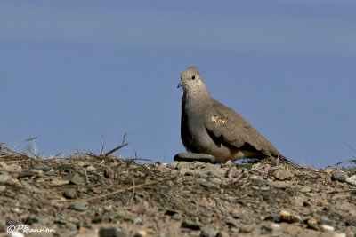 Golden-spotted Ground-Dove (Colombe aymara)