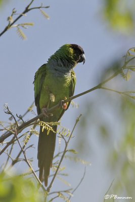 Nanday Parakeet (Conure nanday)