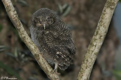 Tropical Screech-Owl (Petit-duc choliba) jeune