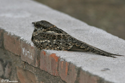 Scissor-tailed Nightjar (Engoulevent à queue en ciseaux)